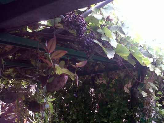 Grapes tree